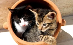 CATs